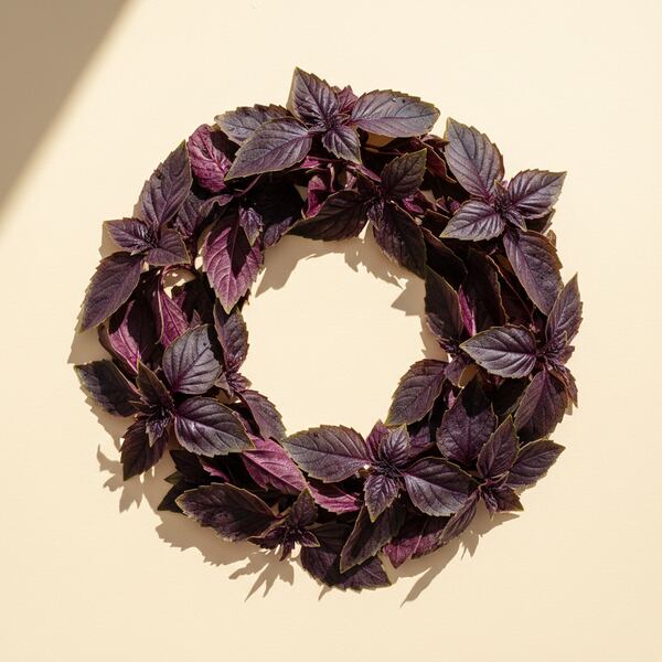 Basil - Red seed