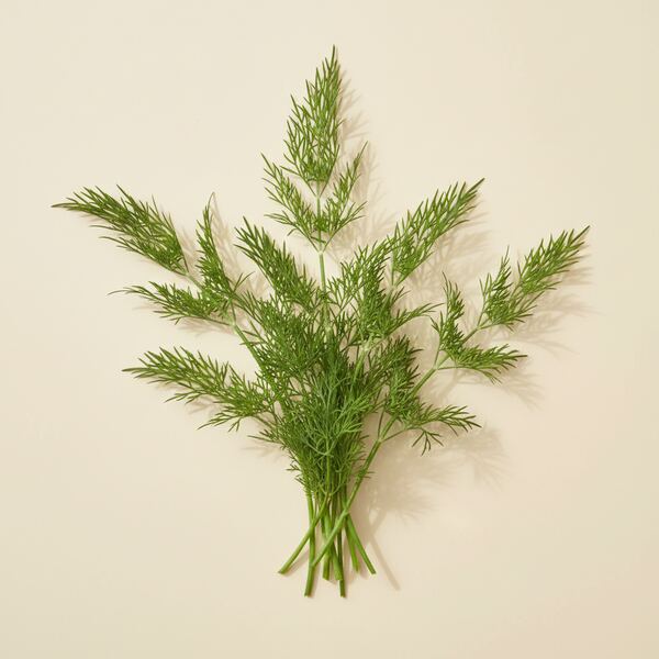Dill - Tetra seed