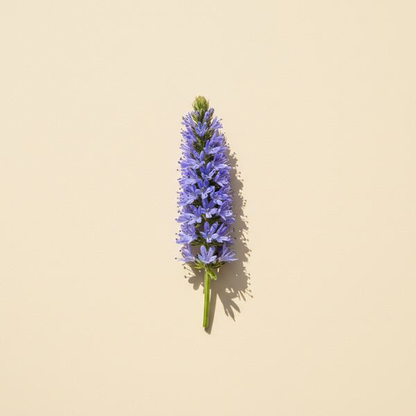 Hyssop seed