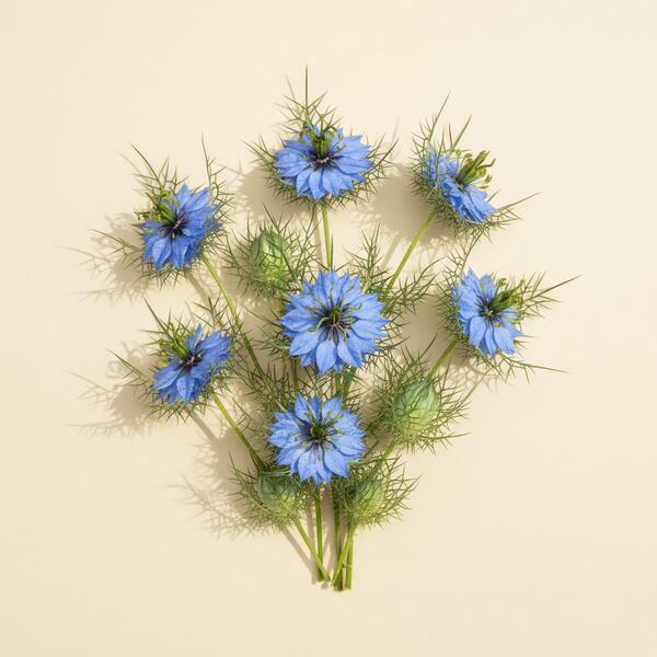 Nigella seed