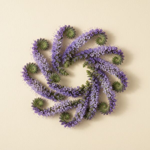 Phacelia seed